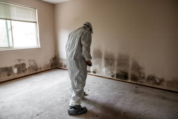 Reliable Signal Mountain, TN Mold Removal Solutions